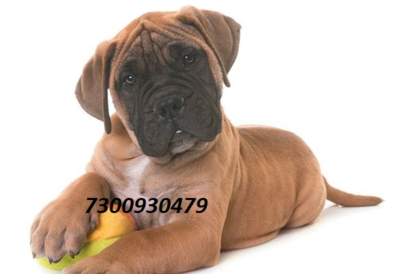 Bull mastiff